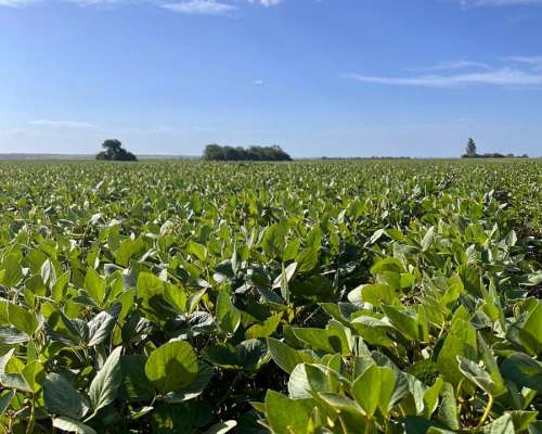 “campo en Venta con Alto Rendimiento Agrícola – Ideal Invers