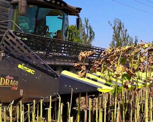 Cabezal Maicero Drago GT – Máxima Eficiencia, Mínimo Desperd