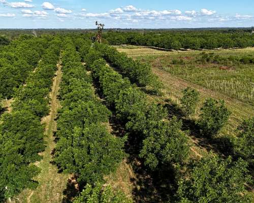 Campo con Nogales de Nueces Pecan