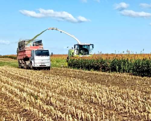 Maquinista para Picadora Class