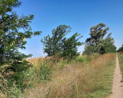 Vdo 300 Has Agrícola Mixto Alquilado Cerca Ruta 65 del Valle