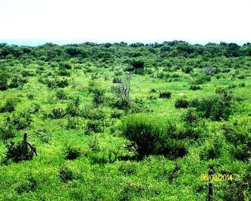 Excelente Campo Ganadero a 8 KMS del Centro de San Luis