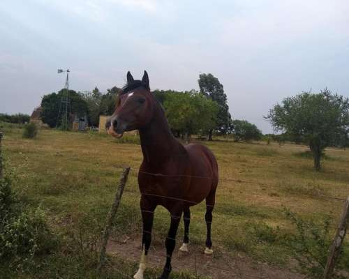 Arriendo 170 Has de Monte