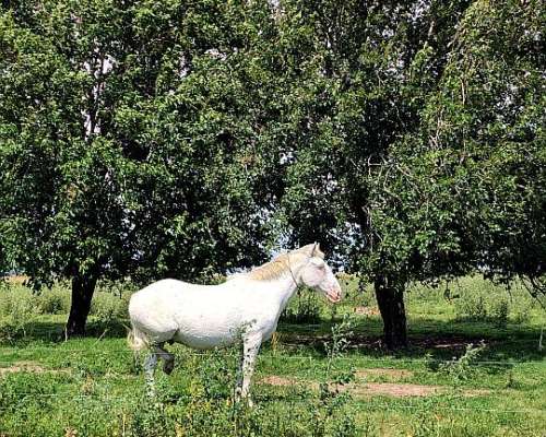 Caballos Mansos de Andar.