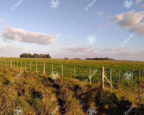 Campo Mixto Brandsen 650 Has