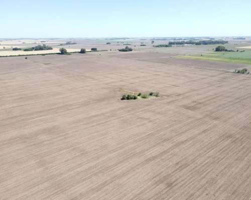 Ba3679 Venta 64 HA. Agricola Capitan Sarmiento Buenos Aires