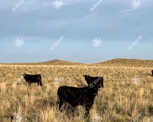 Campo en Venta 28000 Has, Gral Alvear, Mendoza