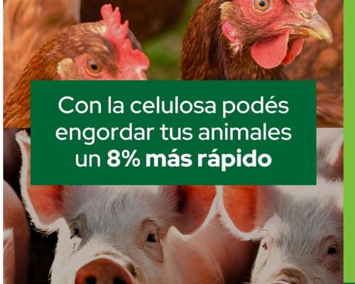 Aislación Térmica para Criaderos de Aves y Cerdos Celulosa