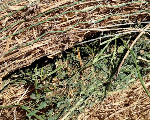 Vendo. Rollos de Alfalfa Disponibilidad Todo el año