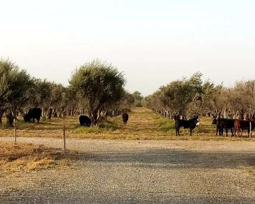 250 HA. Campo en Catamarca con Olivos