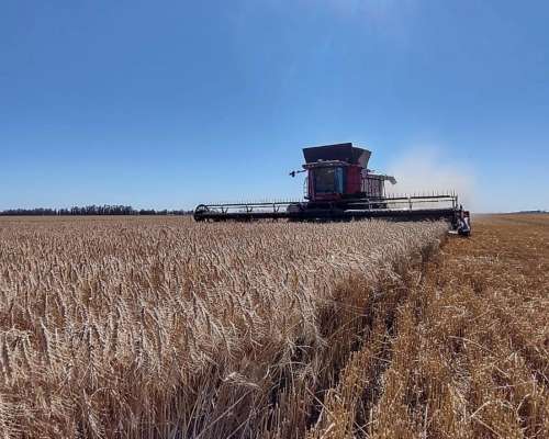 Se Busca Campo para Alquiler de USO Agrícola.
