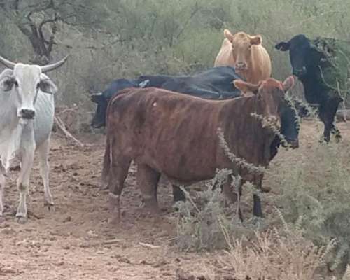 Milagro (LA Rioja) 6.000 Has Ganaderas .