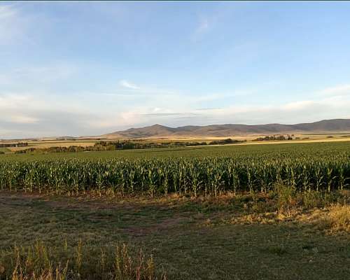 Venta Excelentes 64 Has Agrícolas Coronel Pringles S.ventana