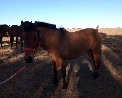 Yegua Mansa para Andar