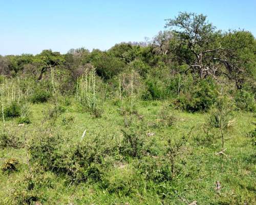 124 Ha Ganaderas. Campo Mixto. Zona Paraná