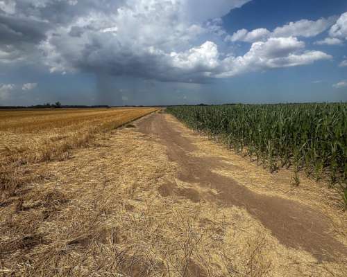 Campo de 180 Hectáreas Agrícolas