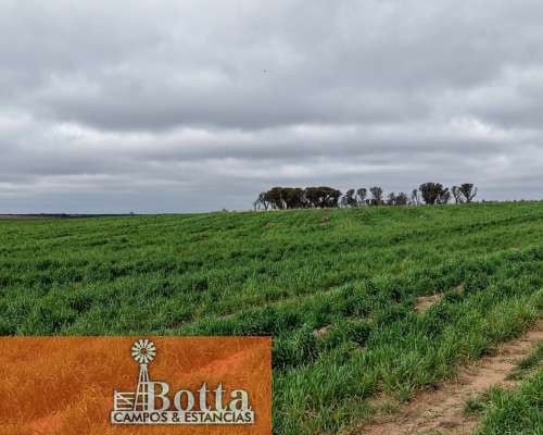 Campo Alfalfero en Venta — 1.220 Has Batavia, San Luis
