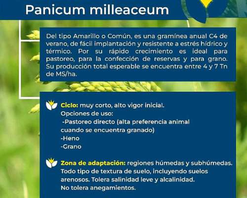 Semilla de Mijo Anual ( Panicum Mileaceum )