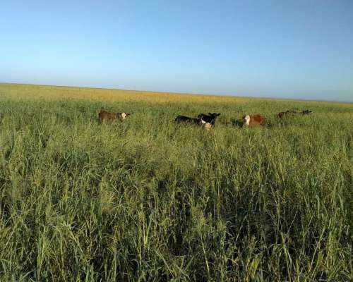 Campo Ganadero 1500 Hectáreas