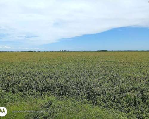 Vendo 50 Has en Centeno