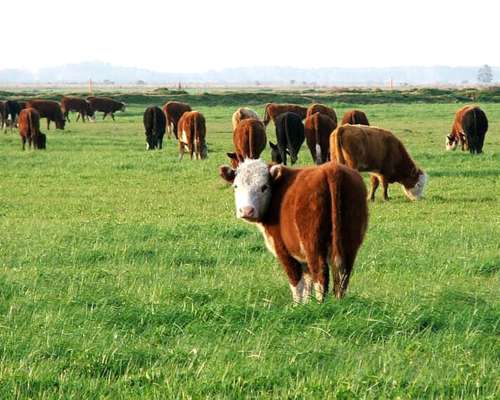 Se Venden 900 Has en Saladillo, Provincia de S. L.