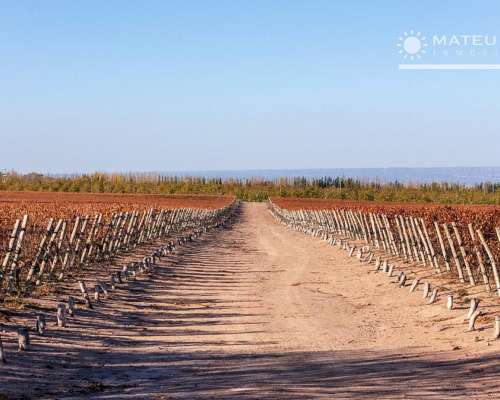 104 Has. Finca con Viñedos en el Cepillo, Mendoza