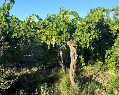 Finca 5.5 Ha con D° de Riego, Junin, Mendoza