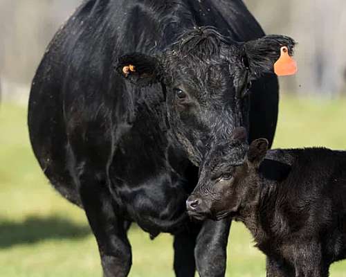 100 Vacas Medio Diente Paridas