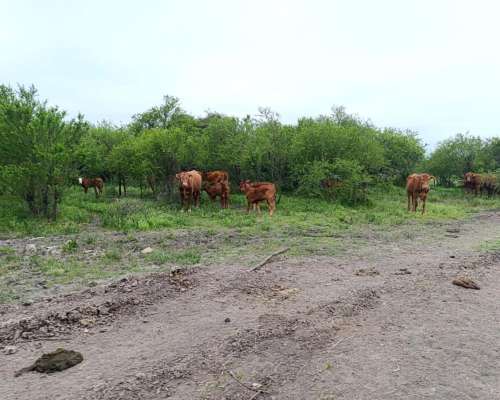 30 Vaquillas con Cria al PIE
