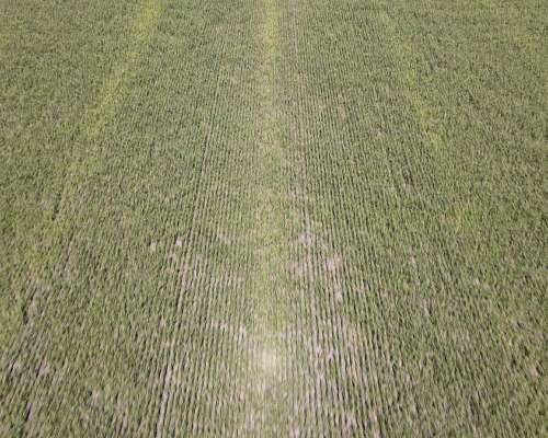 40 Hectáreas Agrícolas en Rosario del Tala, Excelente Tierra