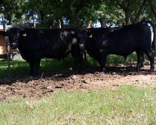 Toros Angus Negro y Colorado