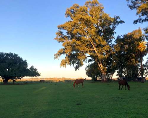 Casco de Campo Ecuestre Ideal para Haras
