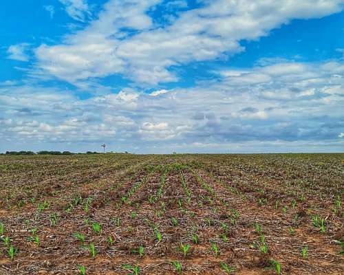 Busco Trabajo de Tractorista/senbrador/carrero