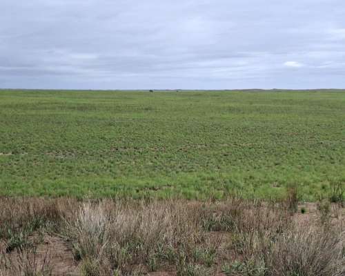 Jaguel del Monte, Loventué, la Pampa - 25.700 Ha
