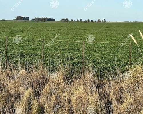 Campo en Venta de 809 Has en Coronel Dorrego