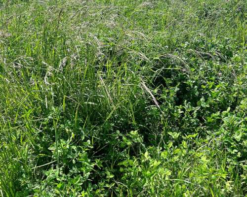 178 Has Agricolas Cultivos Soja Maíz Trigo Alfalfa