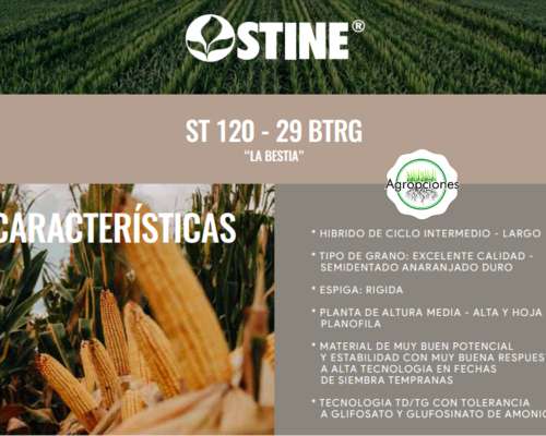 Semilla de Maiz ST 120-90 la Bestia - Semillero Stine