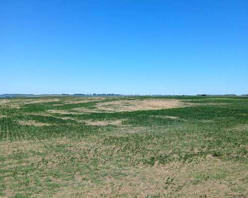 Campo Mixto - Bolivar