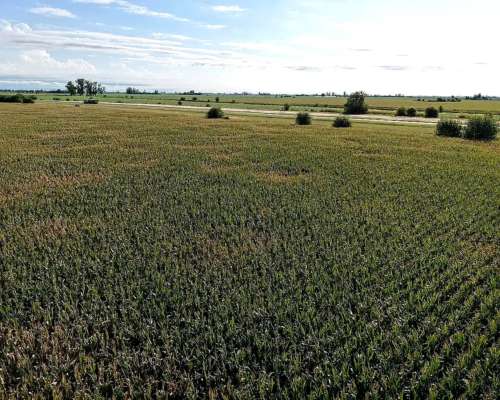 Vendo 190 Has en Coronel Bogado