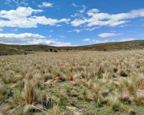 Cerros Largos ( la Carolina ) 154 Has