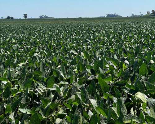 Campo Agrícola 163 Hectáreas Suelo Urquiza 1