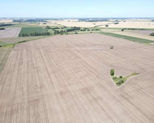 Ba3679 Venta 64 HA. Agricola Capitan Sarmiento Buenos Aires