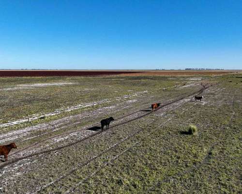 Pcia. de Santa FE - Aaron Castellanos 1125 Has