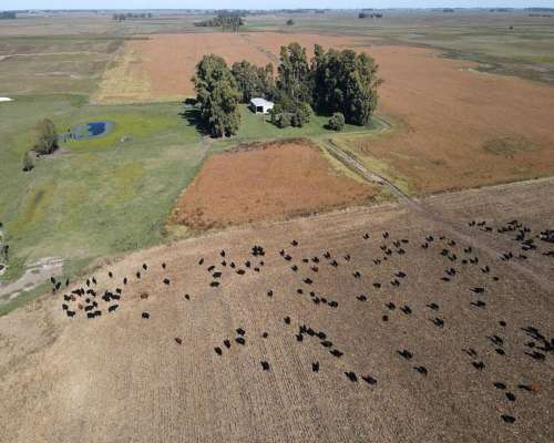 Campo en Venta de 324 Has en General Alvear. Mixto