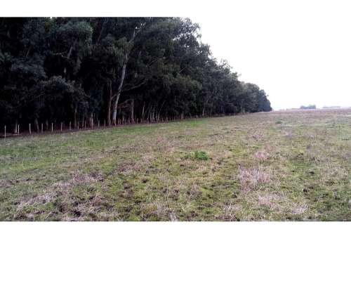 Campo en Venta en Punta Indio - 93 Hectáreas Sobre Ruta