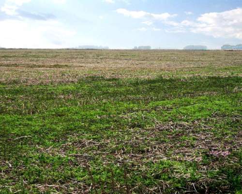 General Viamonte, Buenos Aires - 399 Ha