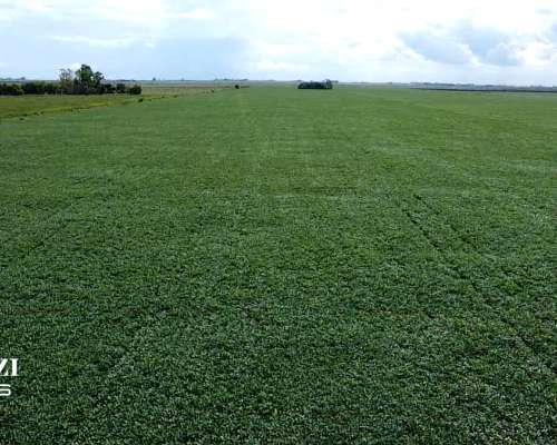 Venta 30 Has Agrícolas en Monje