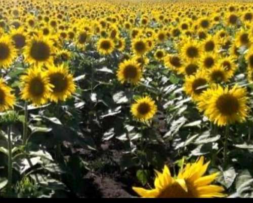 1850 Has las Flores