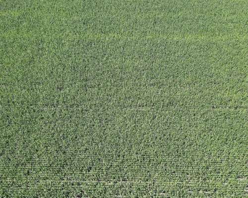 40 Hectáreas Agrícolas en Rosario del Tala, Excelente Tierra