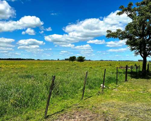 Campo en Gral. las Heras 238 Has
